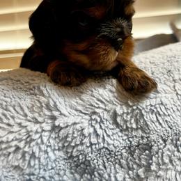 Frank - Red Boy - Black and tan male Cavalier King Charles Spaniel puppy in Little Rock, Arkansas from Montra Japanese Chin & Cavalier King Charles Spaniels