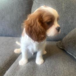 Baby Boy A - Blenheim male Cavalier King Charles Spaniel puppy in Goochland, Virginia from Cavaliers For You