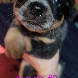 Blitzen - Blue female Australian Cattle Dog puppy in Morton, Illinois from KT Ranch ACDs