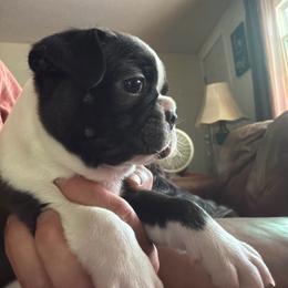 Leum - Black brindle and white male Boston Terrier puppy in Tenmile, Oregon from High Plains French Bulldogs,Boston Terriers and Frenchtons.