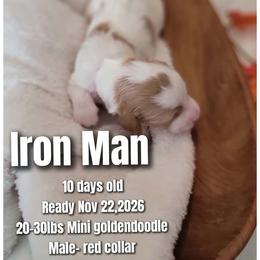 Iron Man- Red Collar - Parti male Goldendoodle puppy in Fort Worth, Texas from Stacy Warwick