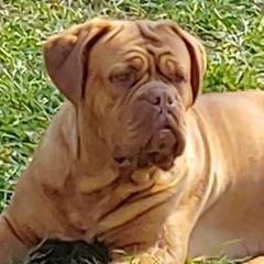 Nora - Dogue de Bordeaux