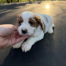 Blenheim Boy - Blenheim male Cavapoo puppy in Roseville, California from Lipscomb Doodles