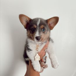 Beau - Pembroke Welsh Corgi