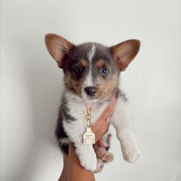 Beau - Pembroke Welsh Corgi