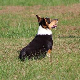 Pembroke Welsh Corgi Puppies from Trixie Dixie