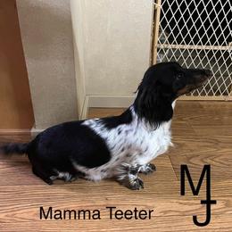 Teeter - Dachshund