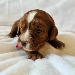Angel - Red female Cavapoo puppy in Adrian, Oregon from ApplebyFarm