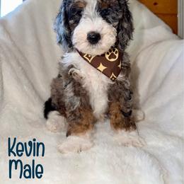 Kevin - Blue merle male Bernedoodle puppy in Beecher, Illinois from Erica’s Doodles