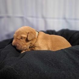 Nugget (Boy grey) - Dark golden Golden Retriever puppy in Gainesville, Florida from Heart and Soul Dog Breeding, Inc.