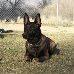 Havoc - Red sable male Belgian Malinois puppy in Pahrump, Nevada from Wachhund Kennels