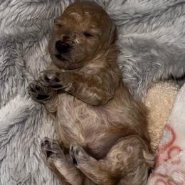 Macadamia nut - Cream female Poodle puppy in Tempe, Arizona from Teacups & Toys