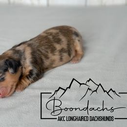 Whiskey - Red Dachshund puppy in Clyde Park, Montana from Boondachs FKA Koch’s Mini Dachshunds