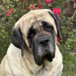 Sura - Mastiff