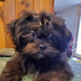 Raven - Shih Tzu