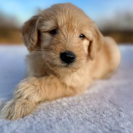 Jack - Cream male Goldendoodle puppy in Osage City, Kansas from Golden Ridge Goldens