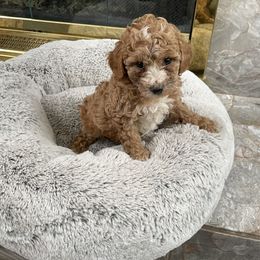Maltese, Poodle, and Shih Tzu Puppies from Happy puppies