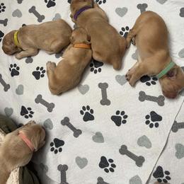 Yellow - Female - Golden female Golden Retriever puppy in Amherst, Virginia from Clearvu Kennels