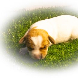 Russell Terrier Puppies from Diamond D Jacks