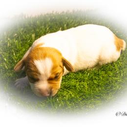 Russell Terrier Puppies from Diamond D Jacks