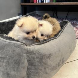 Pomeranian Puppies from Adorable PomPoms