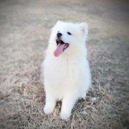 Arlo - White male Samoyed puppy in Durant, Oklahoma from OrangeLine Samoyeds