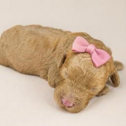 Pinky - Apricot female Goldendoodle puppy in Charlotte, North Carolina from Ben and Jerry Doodles