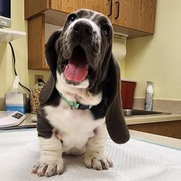 Hope - Blue and white female Basset Hound puppy in Surprise, Arizona from Howlin Hounds