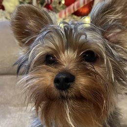 Yorkshire Terriers from Yorkies By Si
