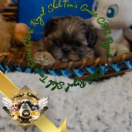 Chihuahua and Shih Tzu Puppies from C&E Royal Shih Tzu