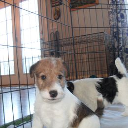 Wire Fox Terrier Puppies from Fox Lore Terrers