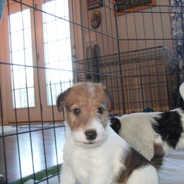 Wire Fox Terrier Puppies from Fox Lore Terrers