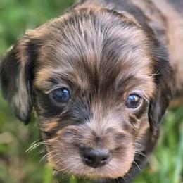 FunFetti - Merle male Cavapoo puppy in Lewisburg, Pennsylvania from Jessie's Puppies