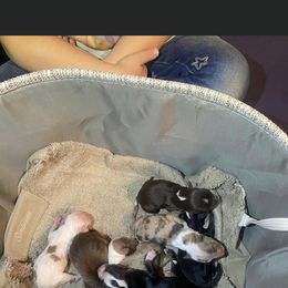 Miniature Australian Shepherd Puppies from Matpip Pups