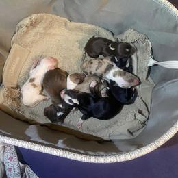 Miniature Australian Shepherd Puppies from Matpip Pups