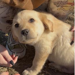 Max - Yellow male Labrador Retriever puppy in Baldwin City, Kansas from Hedge Lane Labradors