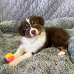 Maker's Mark - Red tri-color male Australian Shepherd puppy in Camp Verde, Arizona from Bullet & Whiskey’s Pups