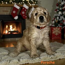 Porsche - Apricot female Goldendoodle puppy in Sanderson, Florida from Serenity Goldendoodles