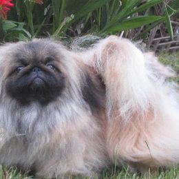 RAISEN - Pekingese