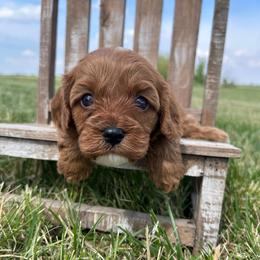 Ruby - Apricot female Cavapoo puppy in Milan, Illinois from Poppy Garden Doodles