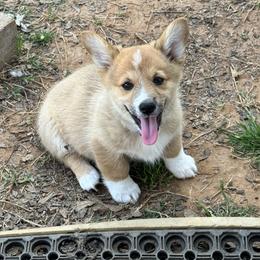 Petunia - Sable female Pembroke Welsh Corgi puppy in Millsap, Texas from Punchy Pembroke Ranch