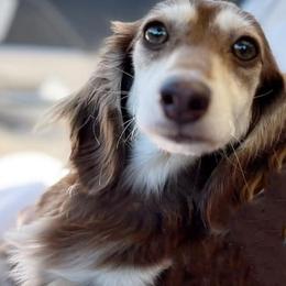 Twinkles - Dachshund