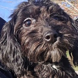 Apollo - Black male Maltipoo puppy in Lebanon, Kentucky from Mosaic Merle Doodles