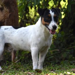 Armani - Russell Terrier