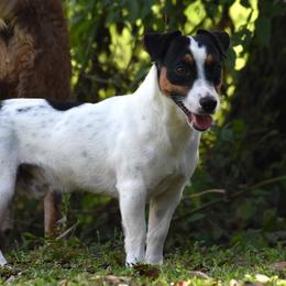 Armani - Russell Terrier