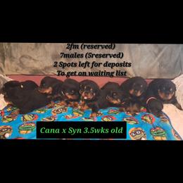 Boy 3 - Black and mahogany male Rottweiler puppy in De Witt, Iowa from Irish Eyes Kennels