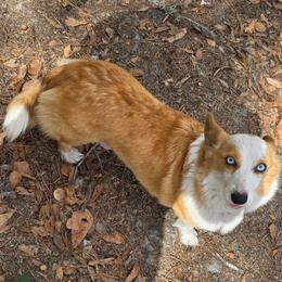 Flower - Red merle and white female American Corgi puppy in Middleburg, Florida from Mulkeys Little Corgis