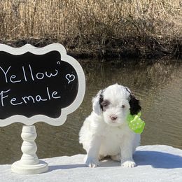 Australian Labradoodle Puppies from Hidden Springs Labradoodles