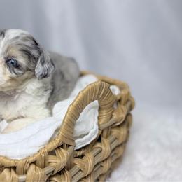 Poppy - Blue merle female Aussiedoodle puppy in Los Angeles, California from LA’s Favorite Puppies