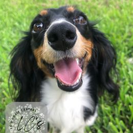 Sadie - Dachshund
